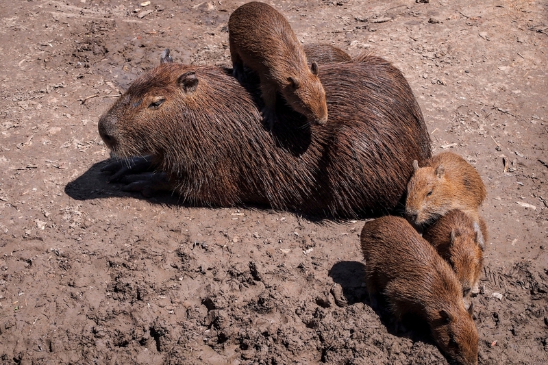 Hình nền capybara cute 24