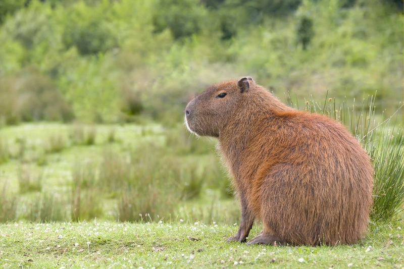 Hình nền capybara cute 7