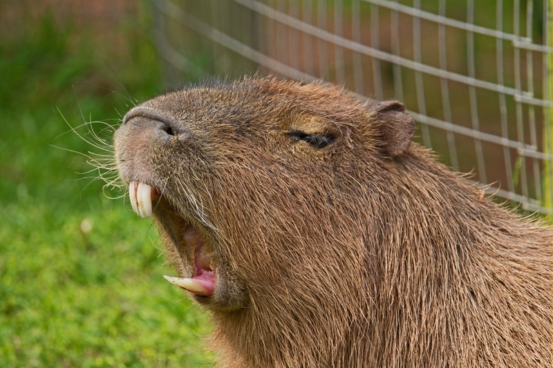 Hình nền capybara cute 1