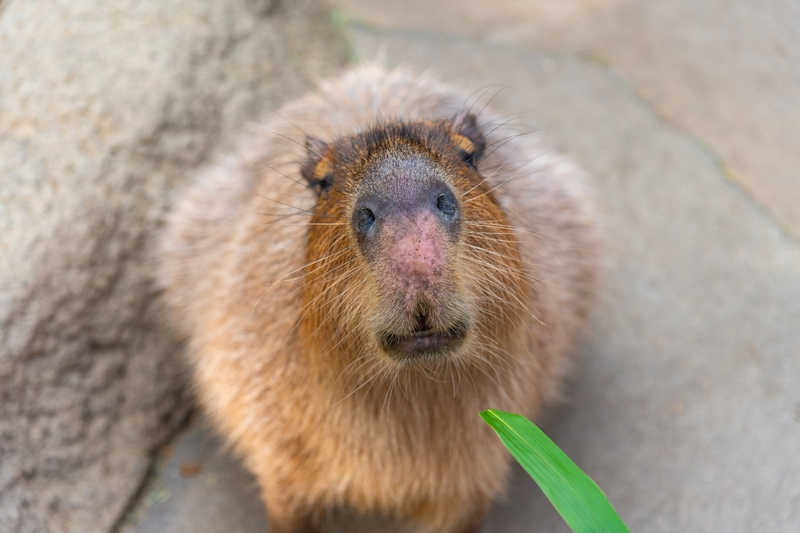 Hình nền capybara cute 5