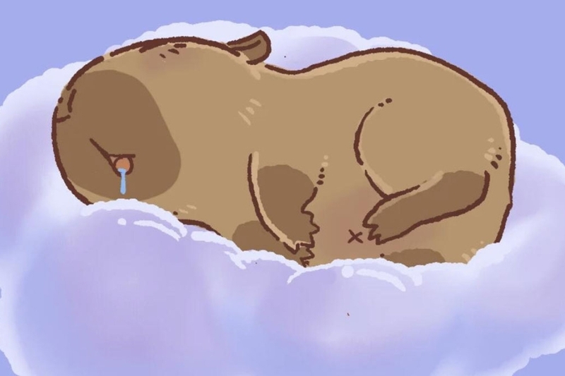 Hình nền capybara cute 20