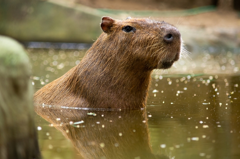 Hình nền capybara cute 12