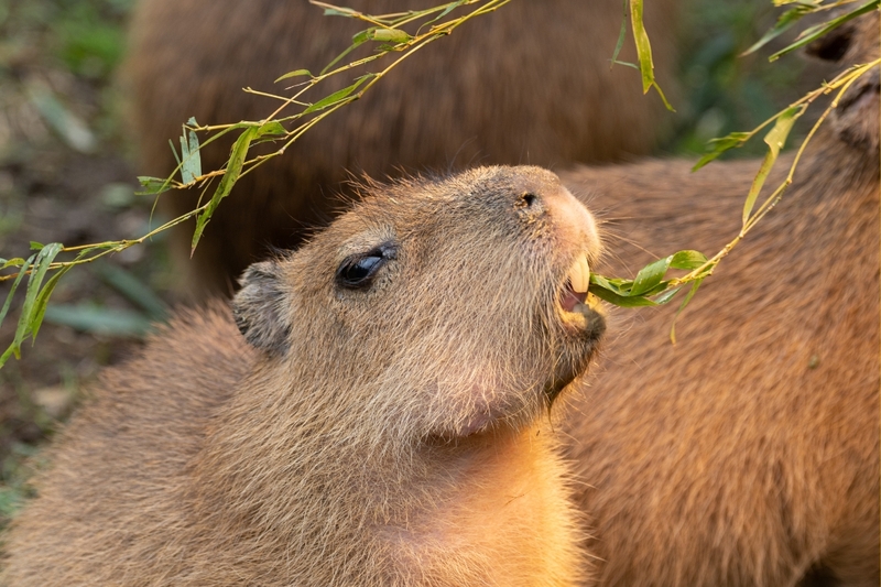 Hình nền capybara cute 11