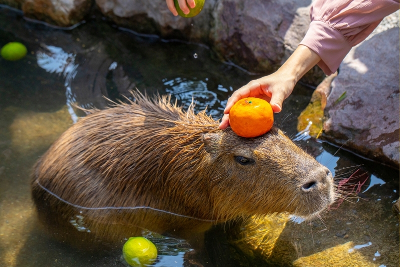 Hình nền capybara cute 23