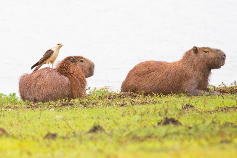 Hình nền capybara cute 13