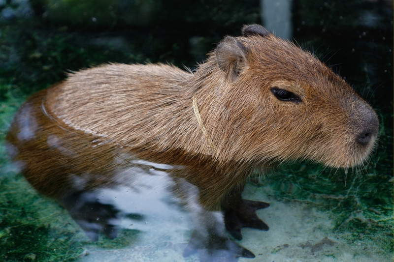 Hình nền capybara cute 3