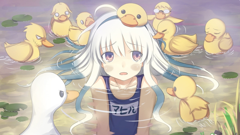 Hình nền con vịt dành cho máy tính 10