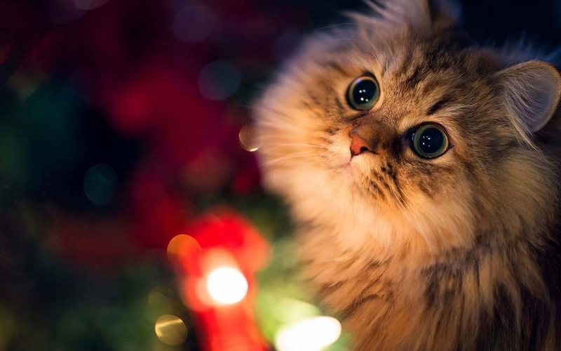 Loạt ảnh nền mèo cute độc đáo nhất
