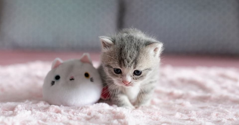 Ảnh nền dành cho người yêu thích mèo