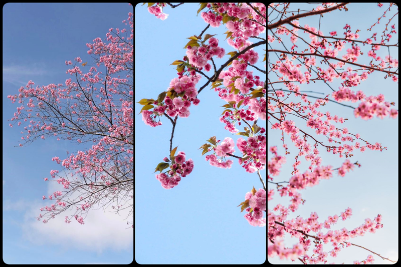 hình nền điện thoại đẹp nhất 2025 ảnh 26