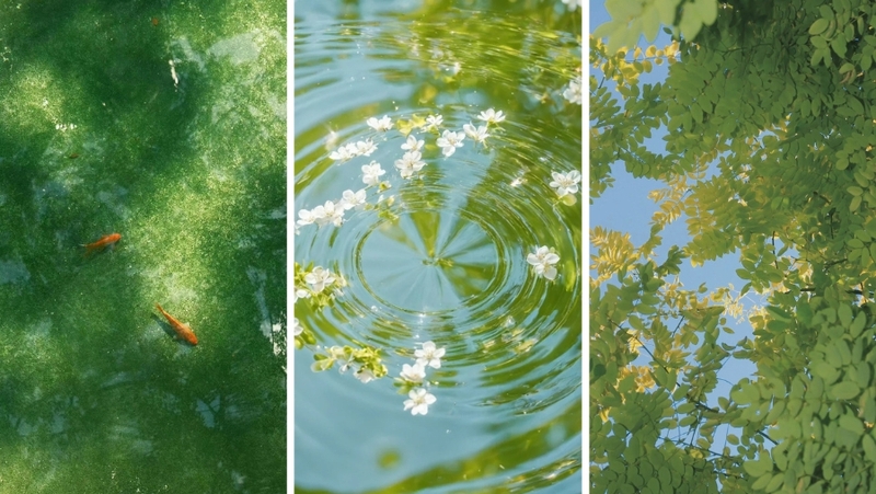 Hình nền điện thoại đơn giản cùng tông màu xanh lá (hình 1)