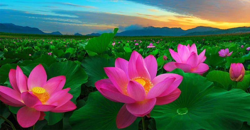 Hình nền hoa 4K, 8K 16