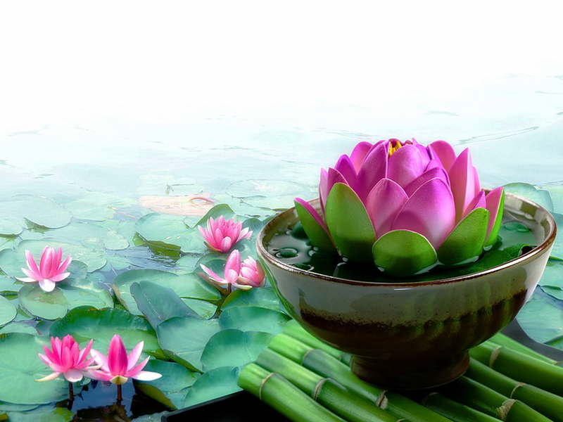 Hình nền hoa 4K, 8K 15