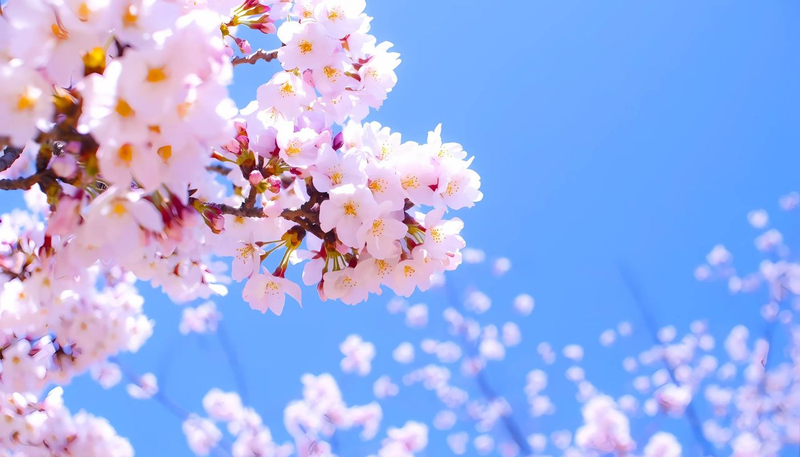 Hình nền hoa 4K, 8K 30