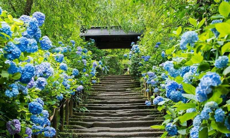 Hình nền hoa 4K, 8K 41