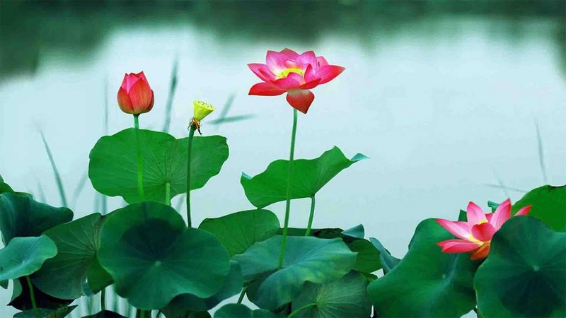 Ảnh nền hoa sen 4K cho máy tính đẹp mắt