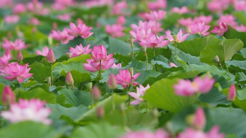 Ảnh nền hình bông sen độc đáo và đẹp mắt