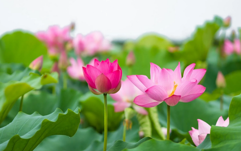 Hoa sen là loài hoa được nhiều người yêu thích