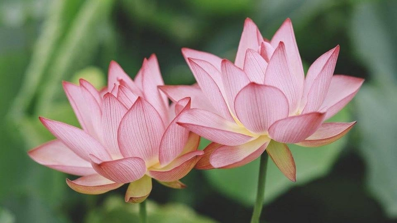 Hình nền hoa sen 3D thu hút và ấn tượng nhất