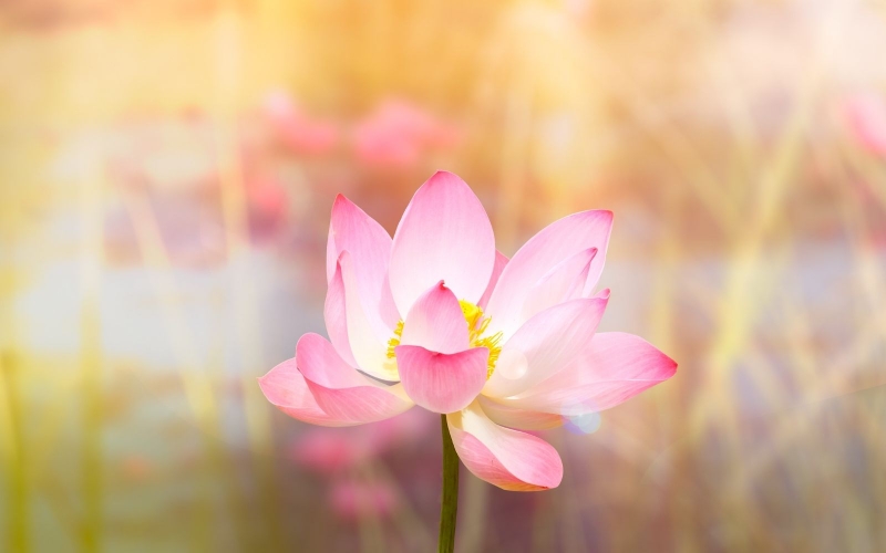 Ý nghĩa của hình nền hoa sen