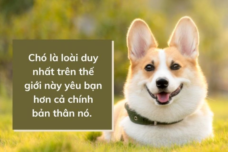 Hình nền iPad động vật dễ thương có chữ