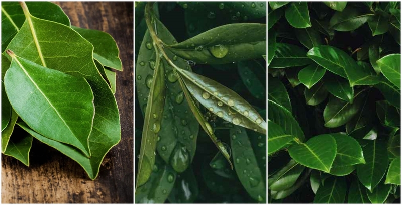 Hình nền lá nguyệt quế (hình 5)