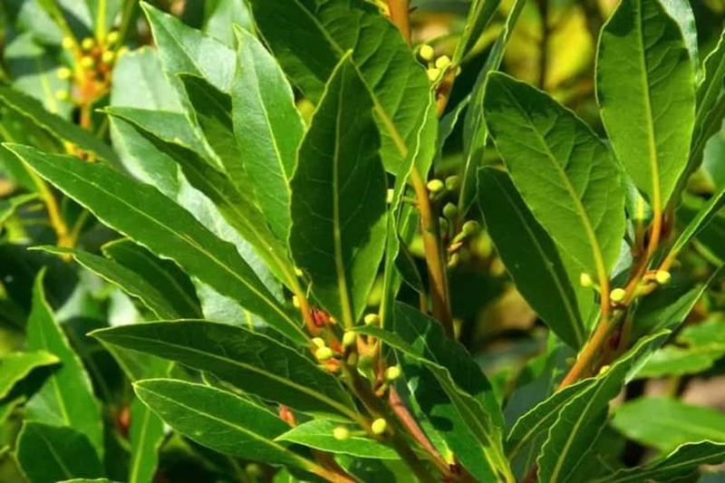 Hình nền lá nguyệt quế (hình 7)