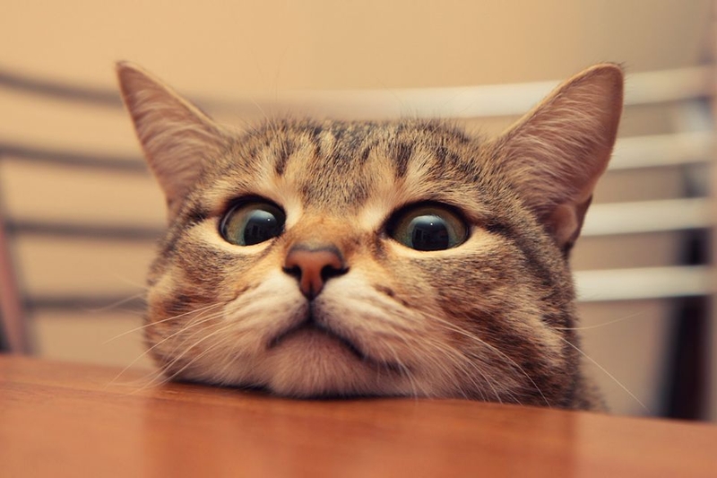 Hình nền cute mèo con đáng yêu cho Macbook