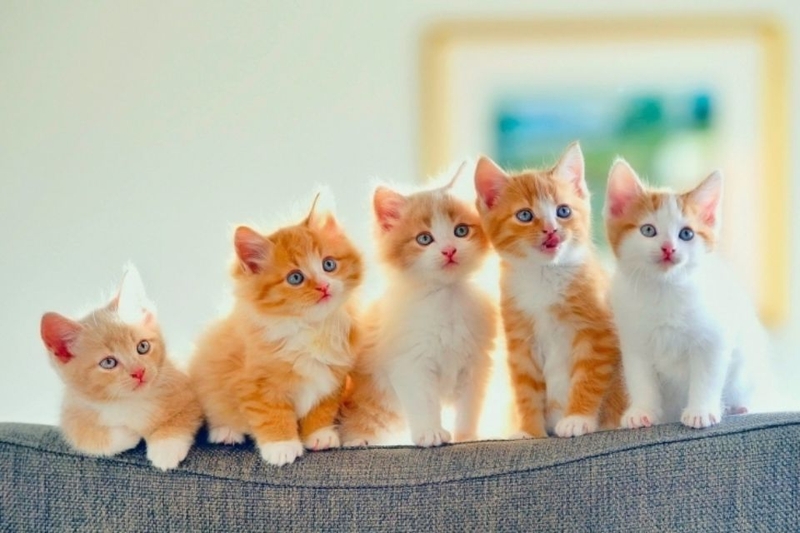 Hình nền cute mèo con đáng yêu cho Macbook