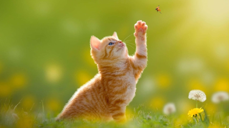hình nền máy tính cute hình 32