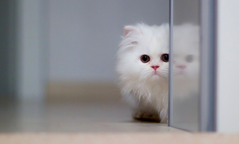 hình nền máy tính cute hình 34