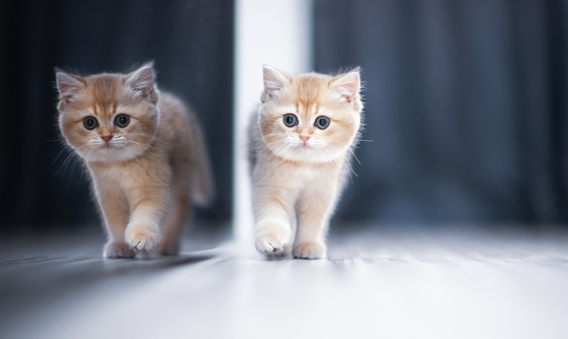 hình nền máy tính cute hình 37