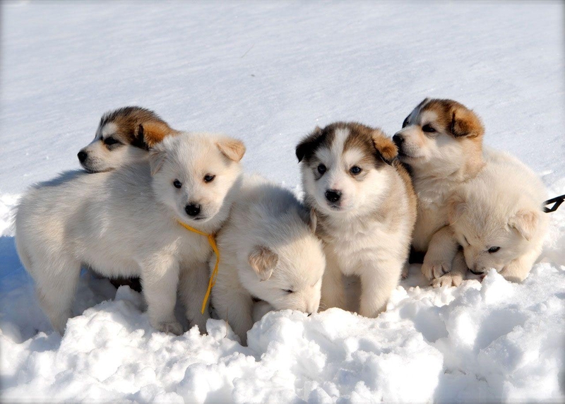 hình nền máy tính cute hình 41