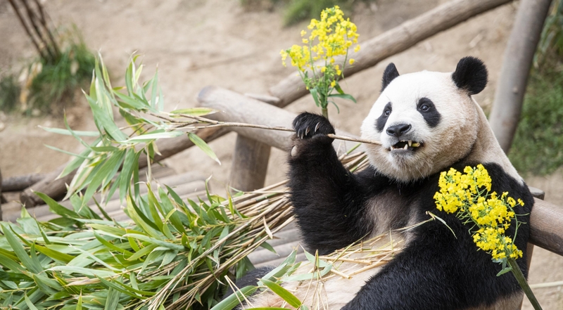hình nền máy tính cute hình 51