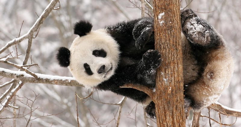 hình nền máy tính cute hình 54