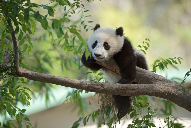 hình nền máy tính cute hình 55