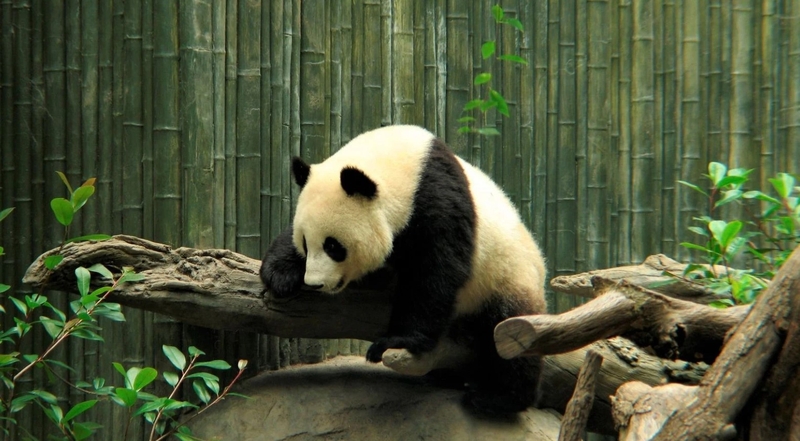 hình nền máy tính cute hình 56