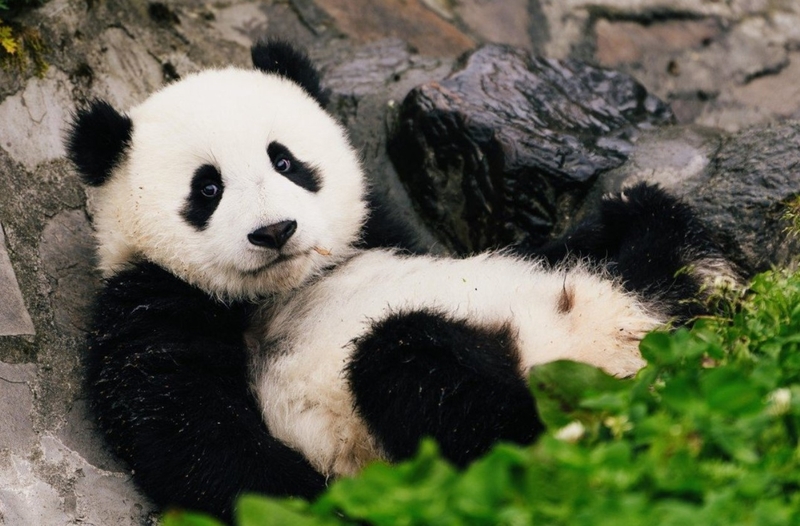 hình nền máy tính cute hình 57
