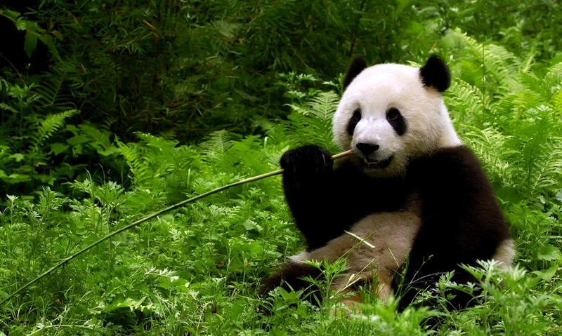 hình nền máy tính cute hình 59