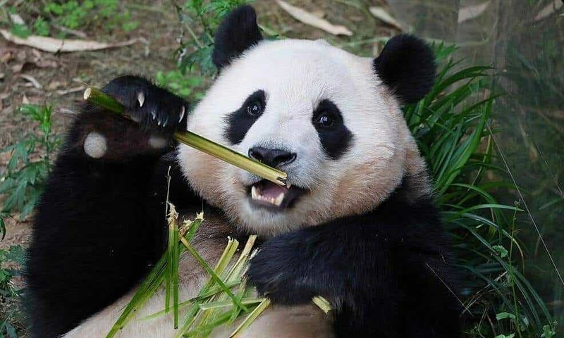 hình nền máy tính cute hình 61