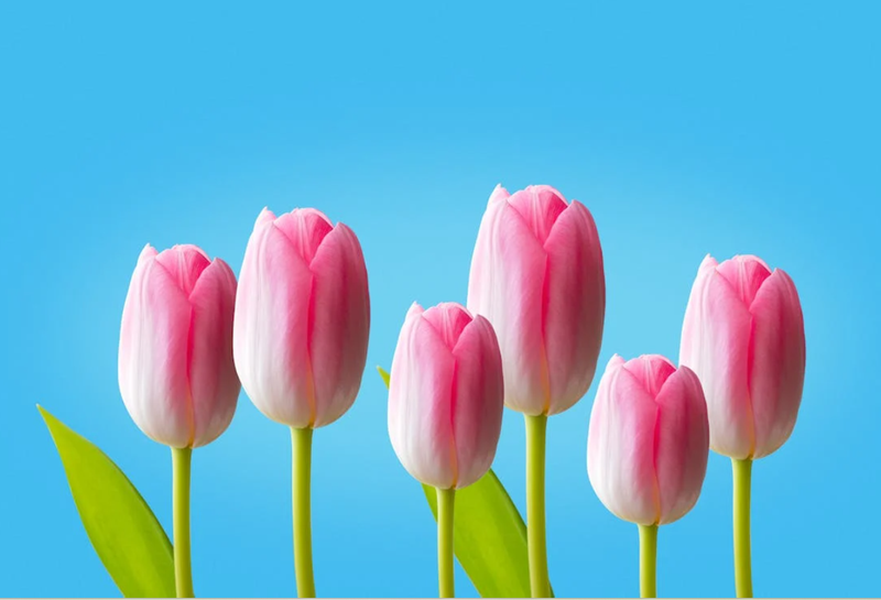 Ảnh nền máy tính hoa Tulip màu hồng