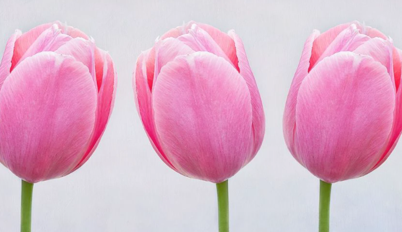 Ảnh nền màu hồng đẹp ấn tượng