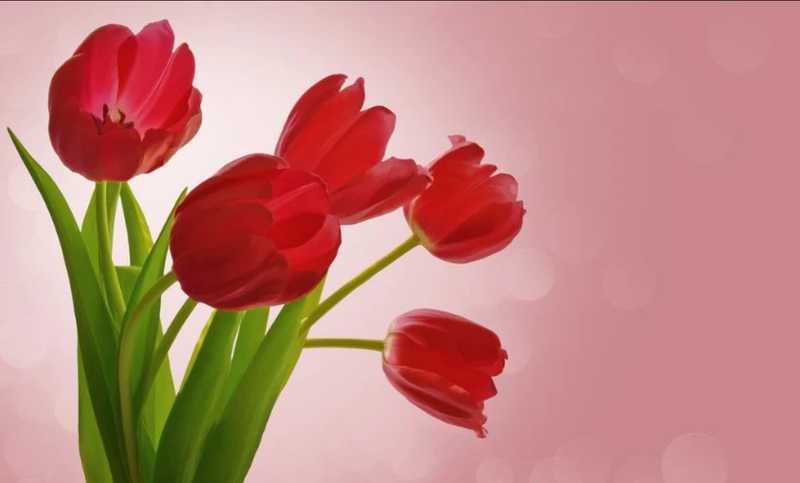 Hình nền hoa Tulip màu đỏ cho máy tính ấn tượng
