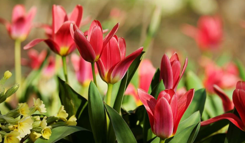 Nhiều hình ảnh hoa Tulip đỏ