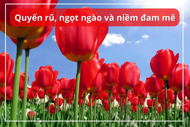 Ảnh nền hoa Tulip màu đỏ cho máy tính