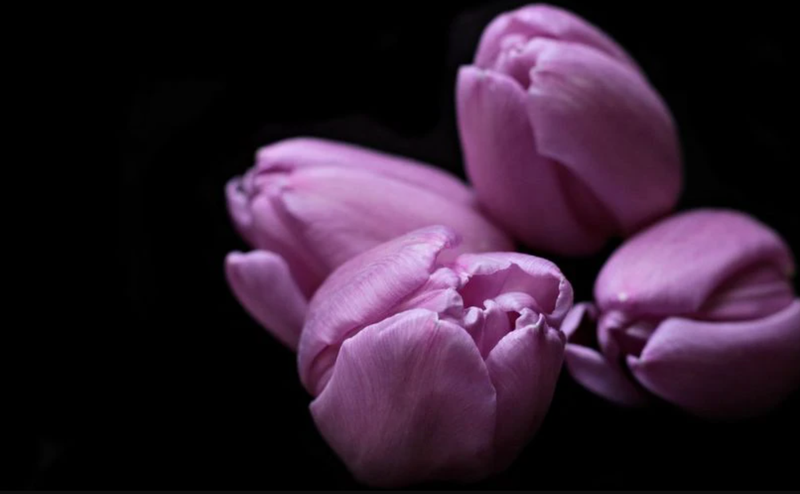 Loạt ảnh nền hoa Tulip tím hấp dẫn