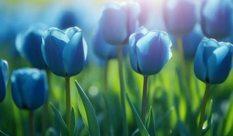 Màu xanh nhạt của hoa Tulip trên hình nền máy tính
