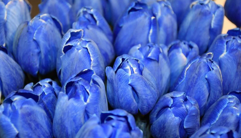Hình nền máy tính hoa Tulip giúp thư giãn
