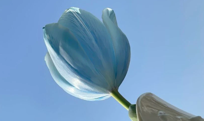Những cảm xúc ấn tượng về loài hoa Tulip