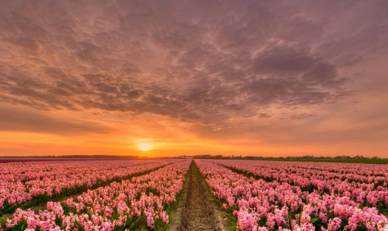 Nhiều hình ảnh hoa Tulip có thể giúp giảm căng thẳng